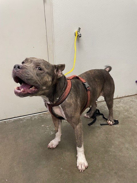 adoptable Dog in Rosenberg, TX named DARLING