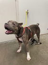 adoptable Dog in  named DARLING