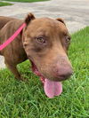 adoptable Dog in  named BOWSER
