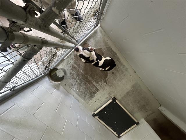 adoptable Dog in Rosenberg, TX named TOASTY