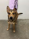 adoptable Dog in  named HAMMY