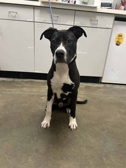 adoptable Dog in Rosenberg, TX named BIBBLE