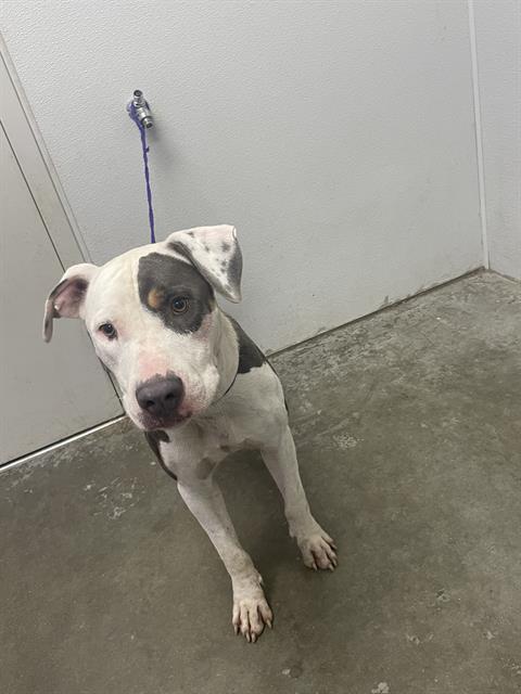 adoptable Dog in Rosenberg, TX named SAMSON