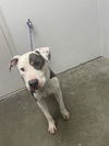 adoptable Dog in  named SAMSON