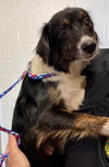 adoptable Dog in  named TAMERA