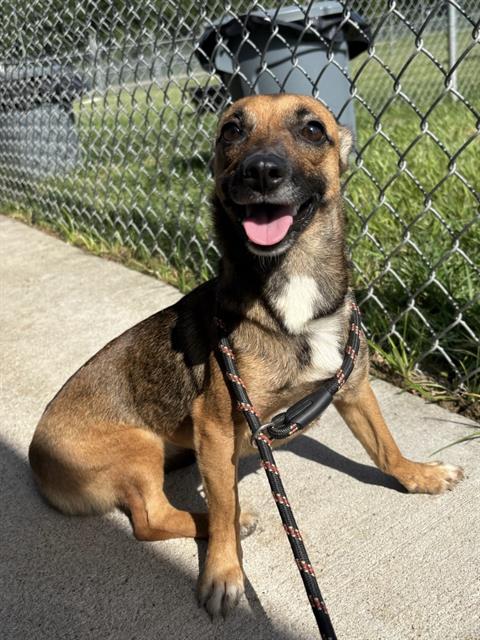 adoptable Dog in Rosenberg, TX named TIA
