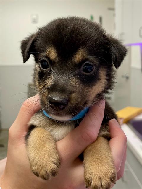 adoptable Dog in Rosenberg, TX named TAYLOR