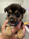 adoptable Dog in  named TAYLOR