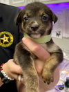 adoptable Dog in  named TATE