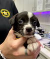 adoptable Dog in  named TALIA