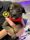 adoptable Dog in  named TRISTEN