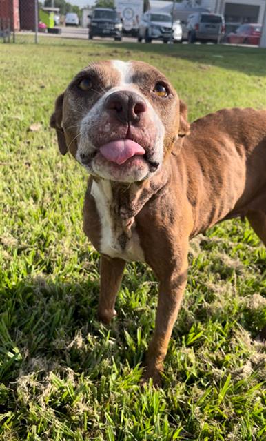 adoptable Dog in Rosenberg, TX named LORNA