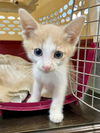 adoptable Cat in Rosenberg, TX named SIMON