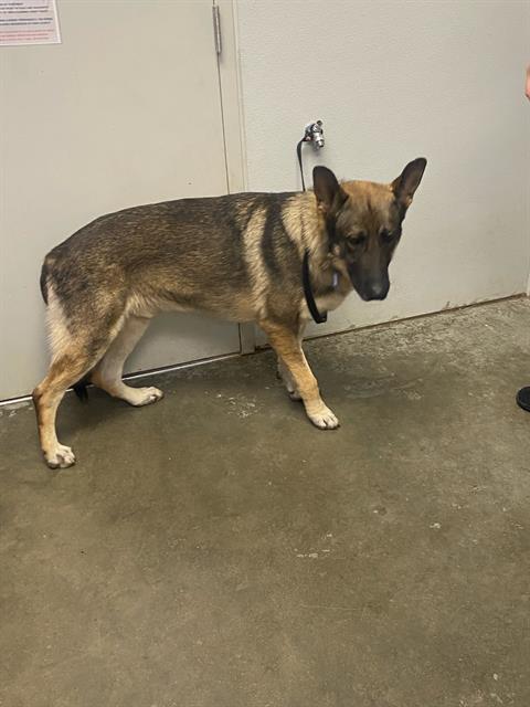 adoptable Dog in Rosenberg, TX named DERRICK