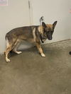 adoptable Dog in Rosenberg, TX named DERRICK