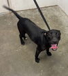 adoptable Dog in Rosenberg, TX named BIANCA