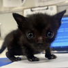 adoptable Cat in Rosenberg, TX named FREDDIE
