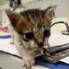 adoptable Cat in Rosenberg, TX named FRANKIE