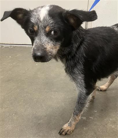 adoptable Dog in Rosenberg, TX named SWEETIE