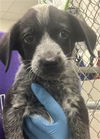 adoptable Dog in  named GUMDROP