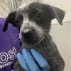 adoptable Dog in  named BONBON