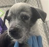 adoptable Dog in  named CANNOLI