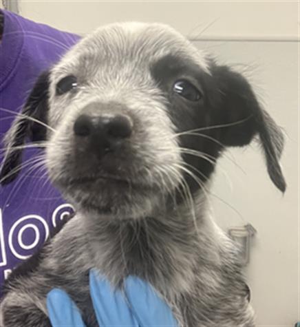 adoptable Dog in Rosenberg, TX named TRUFFLE