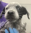 adoptable Dog in  named TRUFFLE