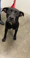 adoptable Dog in  named BRENDA
