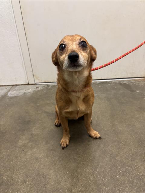 adoptable Dog in Rosenberg, TX named TITO