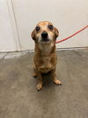 adoptable Dog in  named TITO