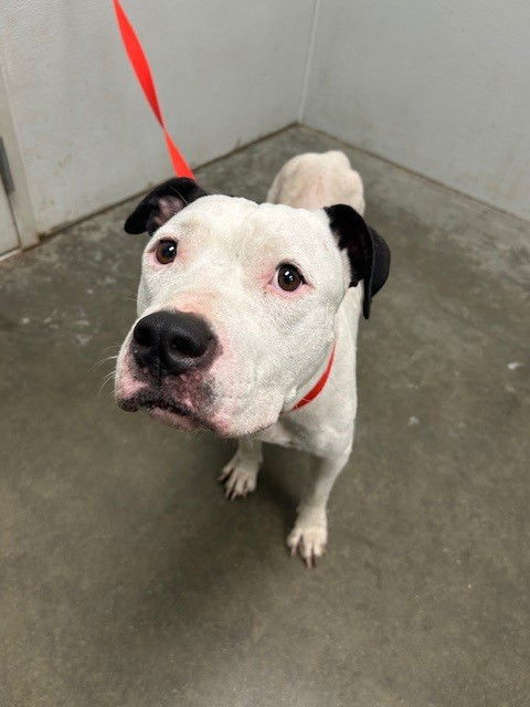 adoptable Dog in Rosenberg, TX named HELLO KITTY
