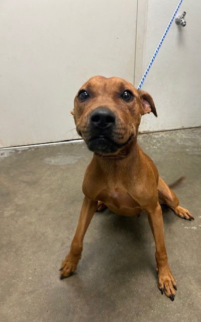 adoptable Dog in Rosenberg, TX named VANESSA
