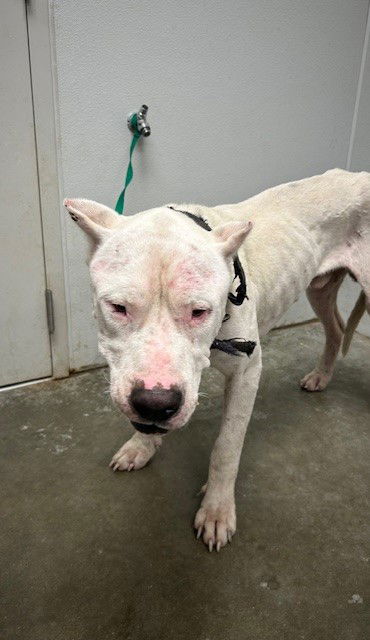 adoptable Dog in Rosenberg, TX named LLOYD