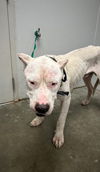 adoptable Dog in  named LLOYD