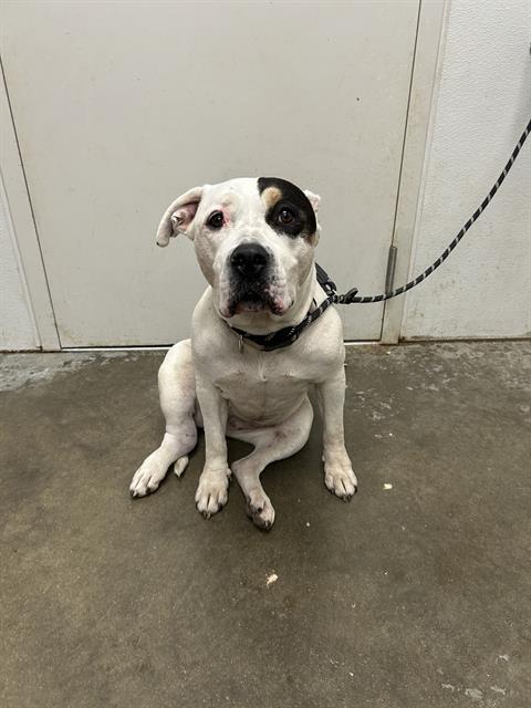 adoptable Dog in Rosenberg, TX named VELVET