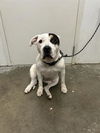 adoptable Dog in  named VELVET