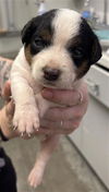 adoptable Dog in  named BING BONG