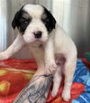 adoptable Dog in  named MR. ANDERSON