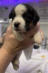 adoptable Dog in  named RILEY