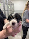 adoptable Dog in  named JOY