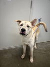 adoptable Dog in  named TEDDY