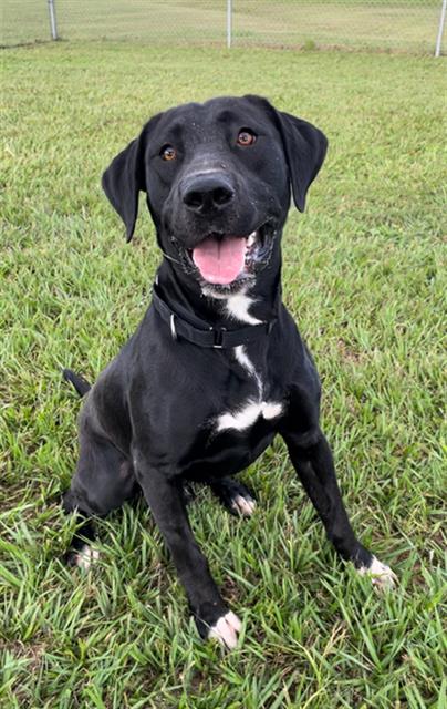 DUKE