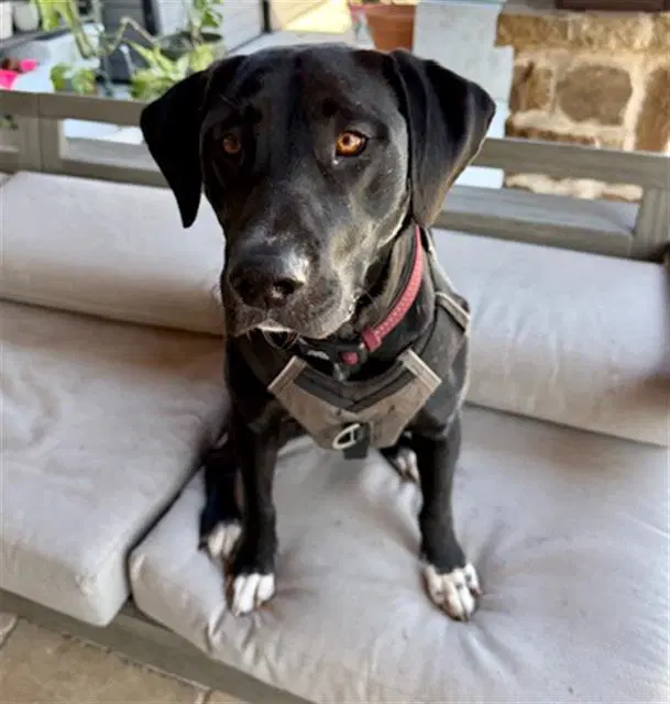 Duke - Labrador Retriever