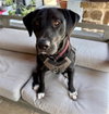 DUKE - Photo 1