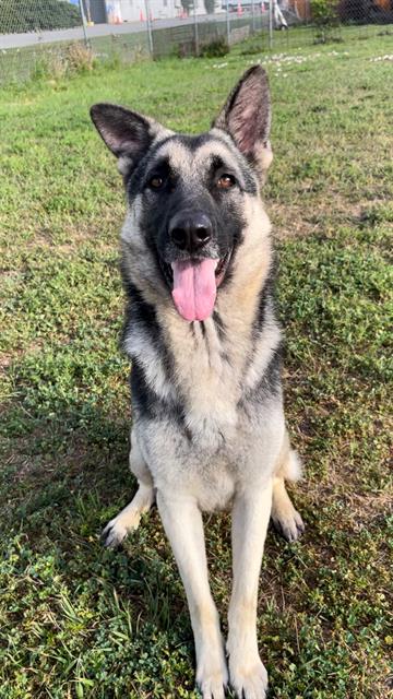 HERBERT, an adoptable German Shepherd Dog in Rosenberg, TX