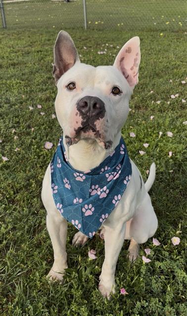 RAZZMATAZZ