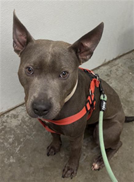 picture of the dog needing adoption