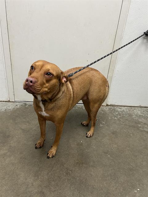 picture of the dog needing adoption