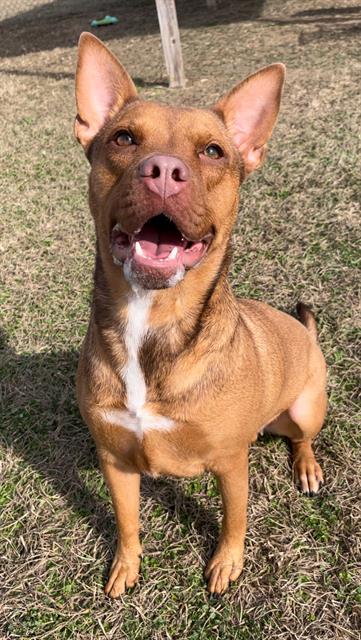 CANELA, an adoptable Bulldog in Rosenberg, TX